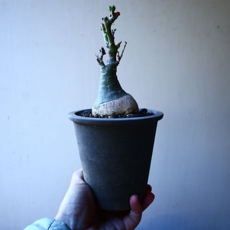 アデニア   グラウカ    Adenia glauca   no.30123