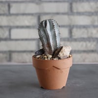 Euphorbia polygona × YAMABACHI (3号)  no.628/72