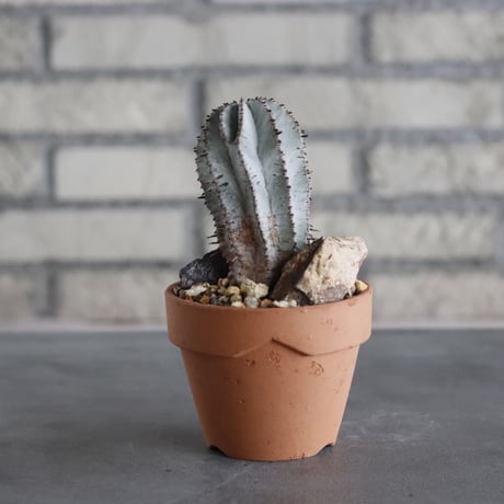 Euphorbia polygona × YAMABACHI (3号)  no.628/72