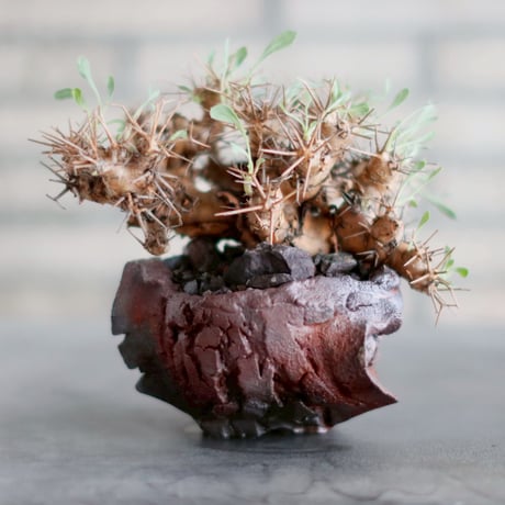 美品 オトンナ 冬型塊根　洋書 美品 オトンナ 冬型塊根 洋書 冬型キク科多肉塊根植物 オトンナ