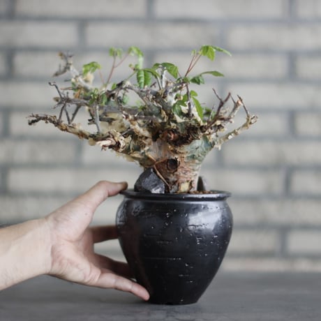 Commiphora kataf ver.turkanensis  × N/OH (3.5号)  no.706-23