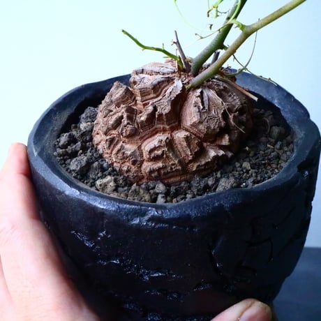 ディオスコレア   亀甲竜    Dioscorea elephantipe  No.014