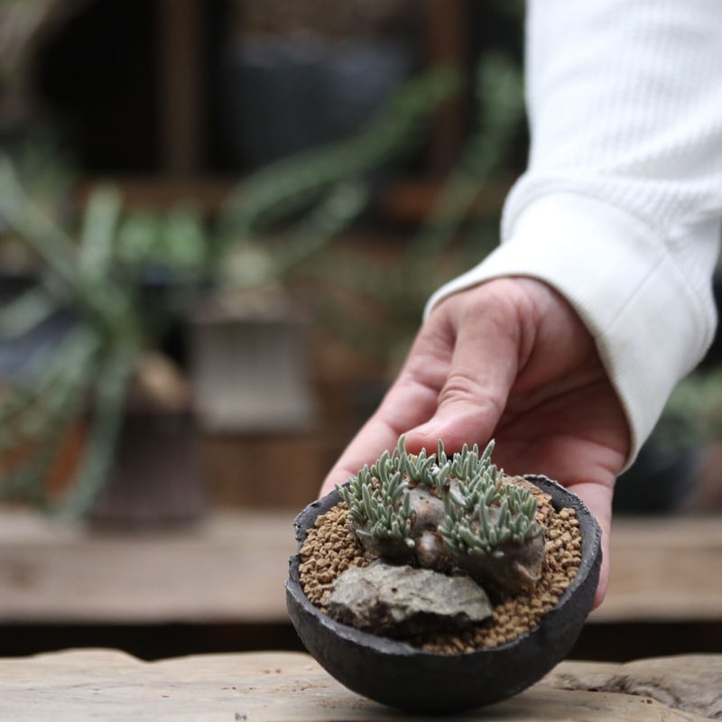 アボニア クイナリア アルストニー／Avonia quinaria ssp. alst