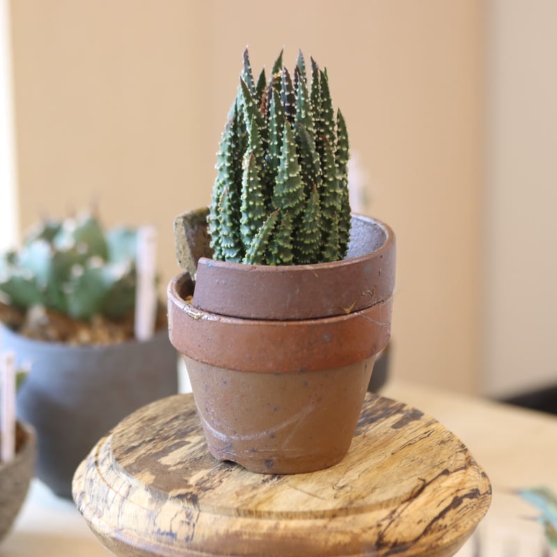 Haworthia maxima ×YAMABACHI var. 六本芽 no.90145