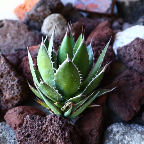 アガベ ホリダ   Agave horrida   no.30827