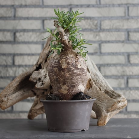 Pachypodium bispinosum × 陶器鉢 (5号)  no.629-34