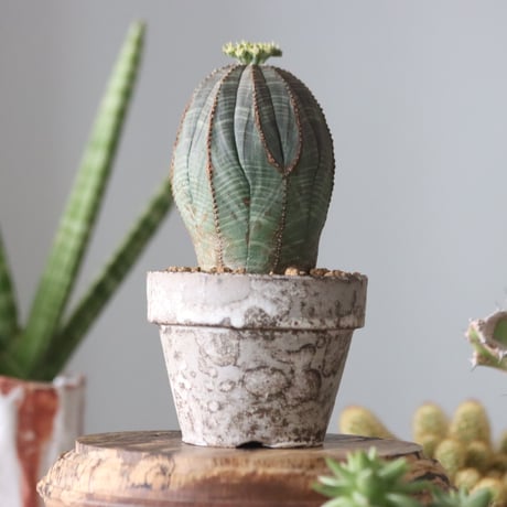 Euphorbia obesa♂ × YAMABACHI var. takero pot  no.51909