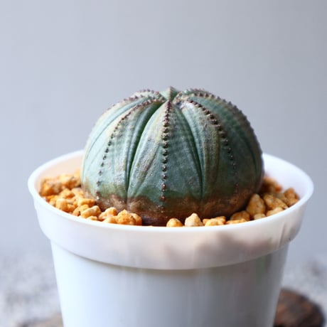 ユーフォルビア  オベサ  Euphorbia obesa  no.102822