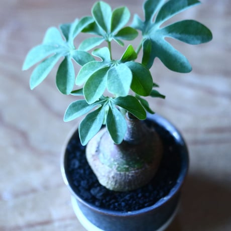 アデニア   グラウカ    Adenia glauca   no.70521