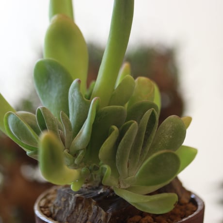 Kalanchoe luciae monstrosa × YAMABACHI var. 六本芽   no.81870