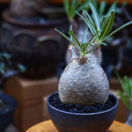 パキポディウム  グラキリス／Pachypodium  gracilius       no.92646