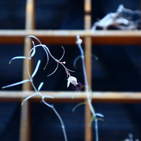 セロペギア  ディモルファ／Ceropegia dimorpha    no.51617