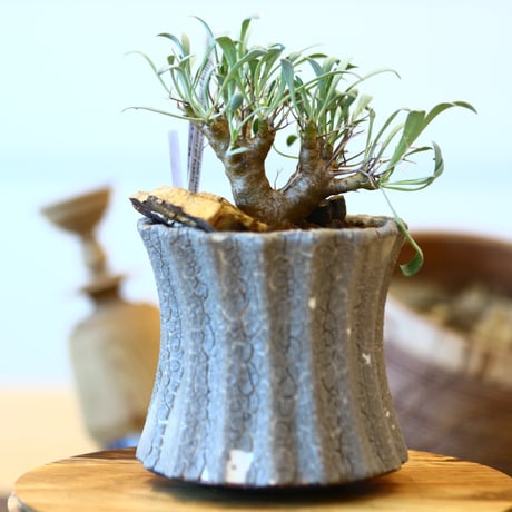 Othonna euphorbioides × soso   no.111221