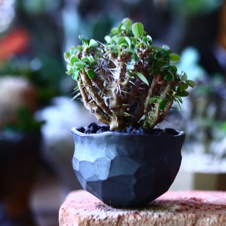 ユーフォルビア   花キリン  八房性   Euphorbia milii  no.81603