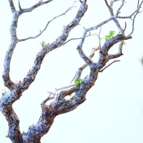 コミフォラ モンストローサ / Commiphora monstrosa   no.62506