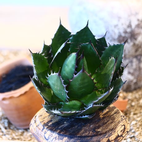 Agave horrida    no.32469