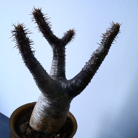 パキポディウム  カクチペス  Pachypodium rosulatum var. cactipes  No.31025