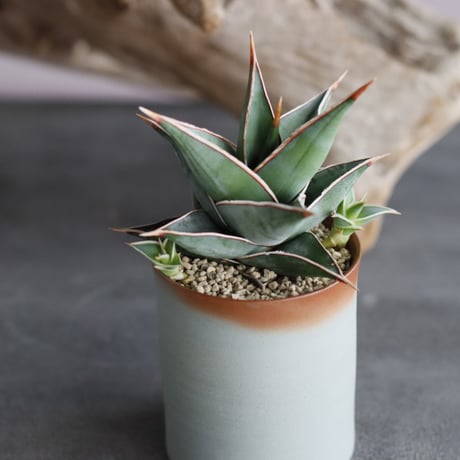 Sansevieria Pinguicula  × 備前鉢2.5号 / twurue  no.607-17