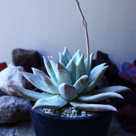 エケベリア  メキシカンジャイアント   Echeveria colorata 'Mexican Giant'.   no.32216