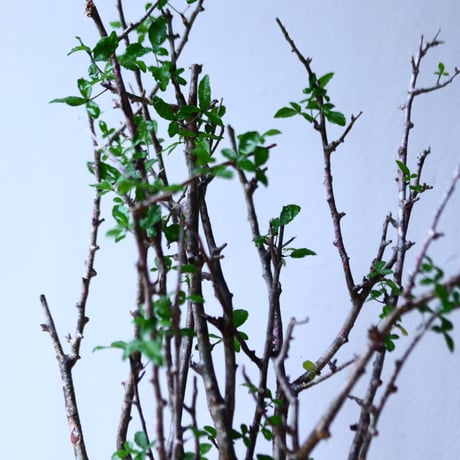 コミフォラ フンベルティ commiphora humbertii   no.92716