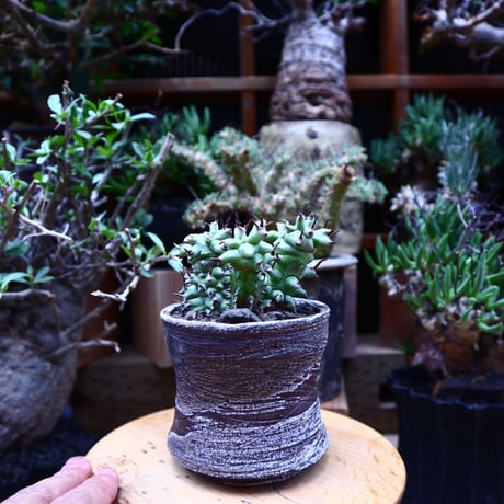 ユーフォルビア  ホリダ モンスト／Euphorbia horrida f. monstruosa   no.60620