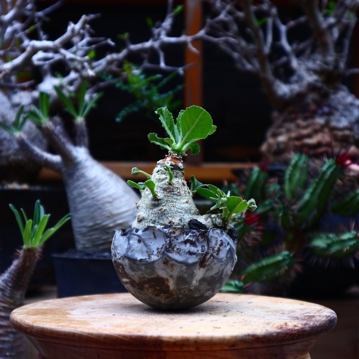 ドルステニア フォエチダ/Dorstenia foetida no.51639 | 芽の巣山 ドルステニア フォエチダ/Dorstenia foetida no.51639 | 芽の巣山