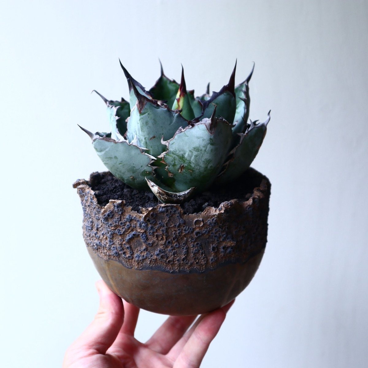 アガベ チタノタ ブラック＆ブルー Agave titanota black&bule