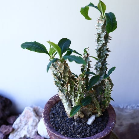 Euphorbia sp.nova Beraketa   no.60213