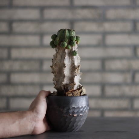 Euphorbia  symmetrica × N/OH(3.5号)  no.823-8
