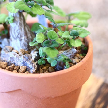 YAMABACHI × Plectranthus ernstii   no.102270