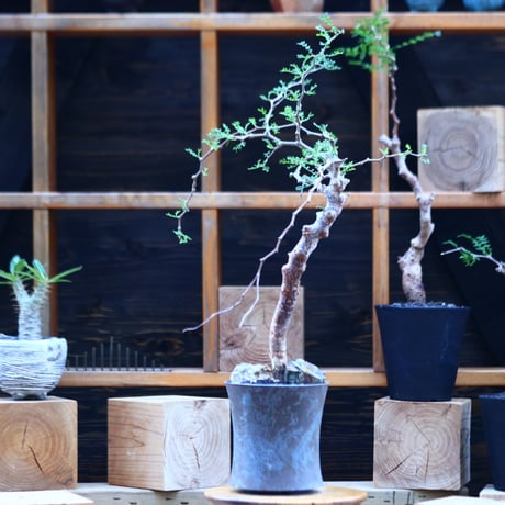 コミフォラ モンストローサ   Commiphora monstrosa   no.82910