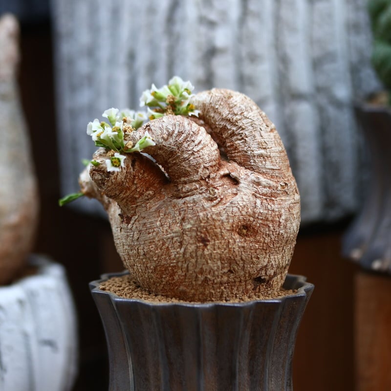 【現地球／管理良好】ユーフォルビア　プリムリフォリアODDROOTS管理株 euphorbia primulifolia《大きめM size》※現地球発根後店主国内