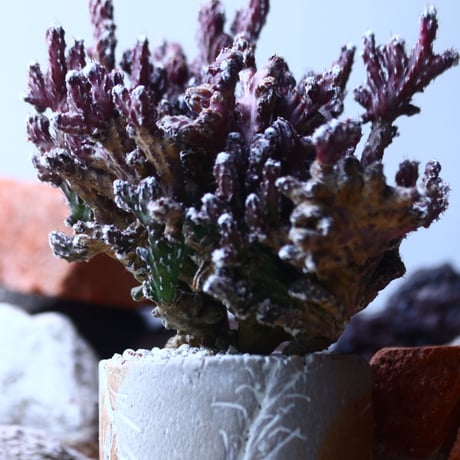 モンビレア 残雪の峰    Monvillea spegazzinii f. crist.   no.42692