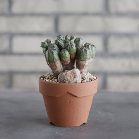 Euphorbia obesa blow (オベサブロウ) / T.W. × YAMABACHI (3号) no.329/12