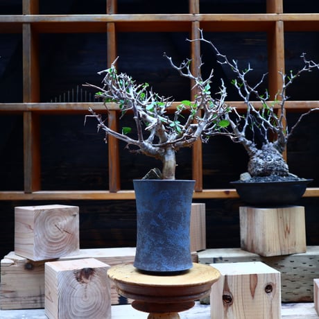 コミフォラ  ワイティ／Commiphora wightii   no.53044