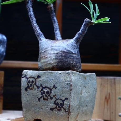 パキポディウム  グラキリス／Pachypodium  gracilius       no.52322