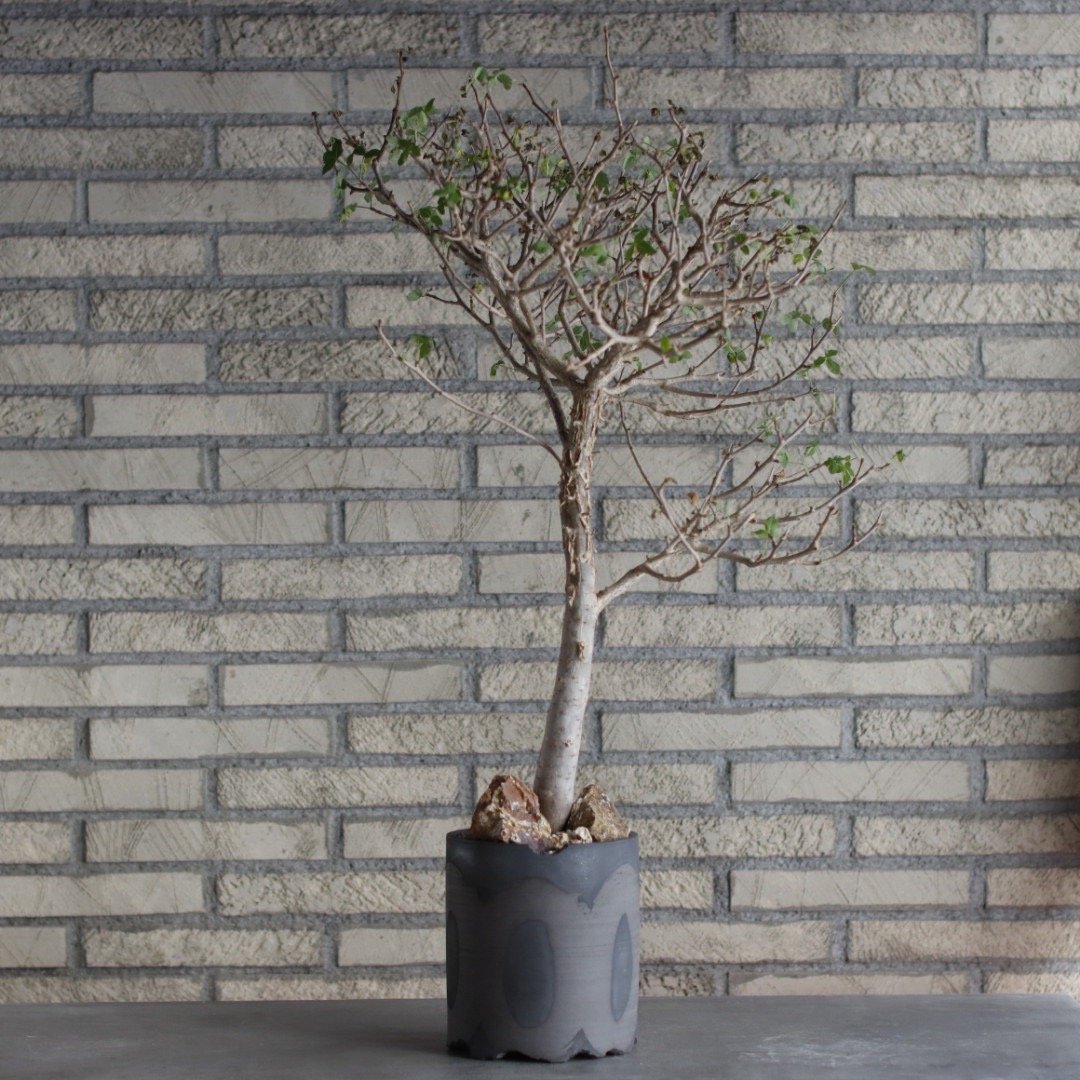 Bursera fagaroides × N/OH (5号) no.510/1 | 芽の巣山