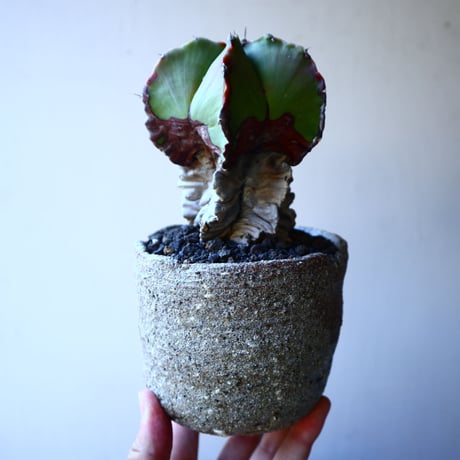 アストロフィツム　瑠璃兜     Astrophytum asterias v. nudum   no.70502