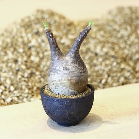 パキポディウム  グラキリス / Pachypodium  gracilius   no.43019