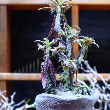 ドルステニア  ヒルデブランドティー f. クリスプム／ Dorstenia hildebrandtii f. crispum    no.51606