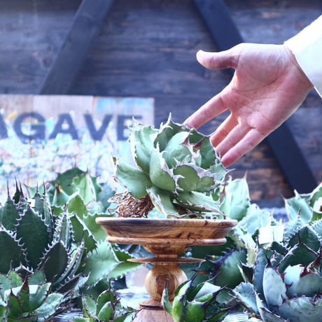 アガベ チタノタ   Agave titanota    no.103-22