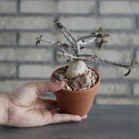 Euphorbia ambovombensis  × YAMABACHI (3号) no.607/31