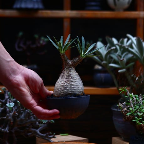 パキポディウム  グラキリス／Pachypodium  gracilius       no.91910