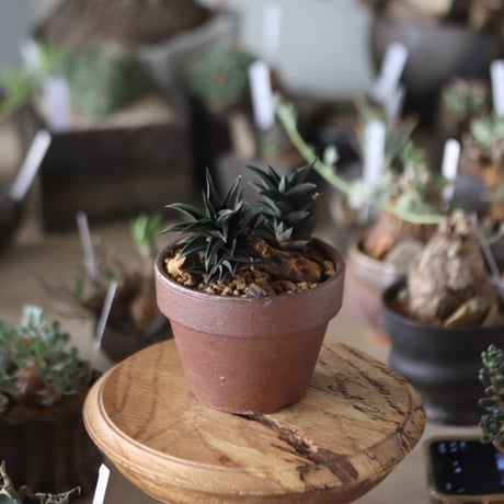 Haworthia tortuosa × YAMABACHI var. 六本芽   no.1201-36