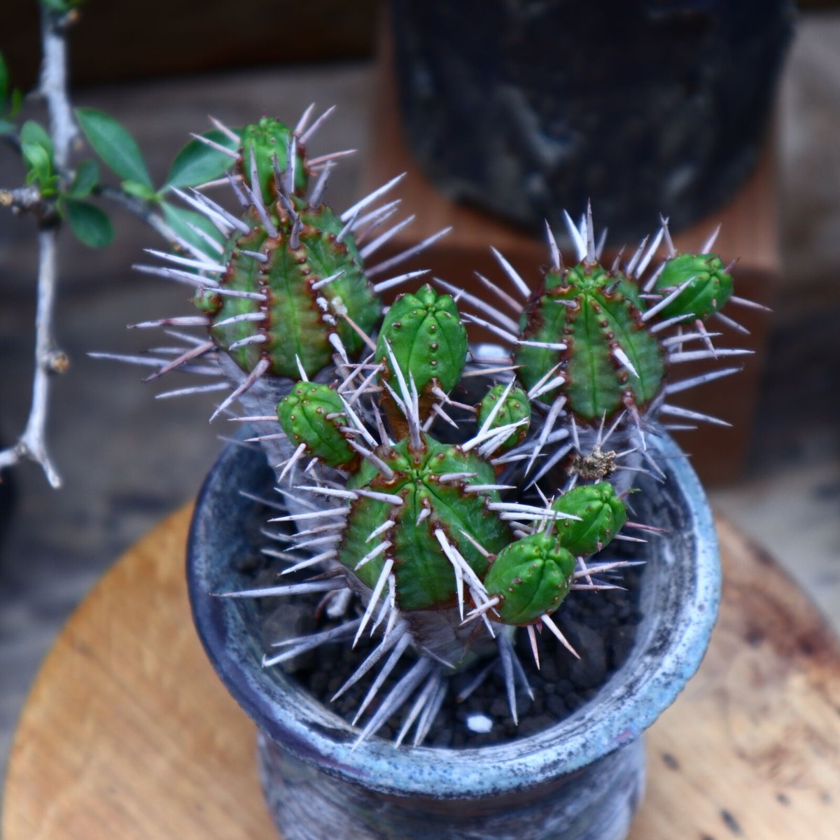 ユーフォルビア フェロックス hyb.／Euphorbia ferox hyb. no.6