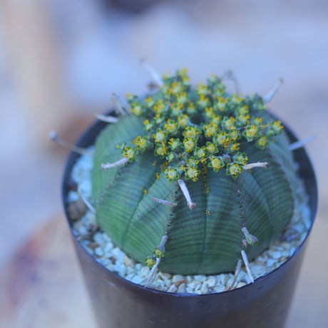ユーフォルビア  バリダ  ♂    Euphorbia valida    no.20728