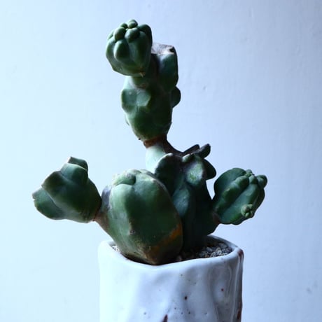 ロフォケレウス  福禄寿   Lophocereus schottii   no.12608