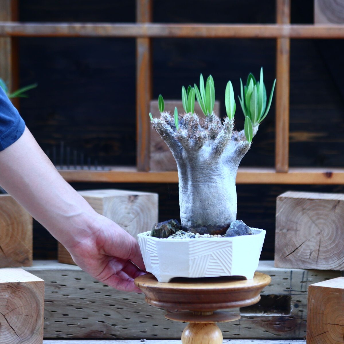 パキポディウム イノピナツム／Pachypodium Inopinatum no.829