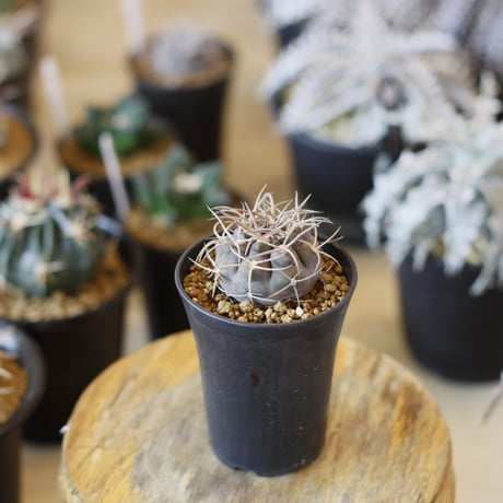 Gymnocalycium mazanense / 魔天竜 (2.5号)  no.1226/35