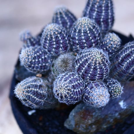 Mammillaria  friedrichiana   no.10982
